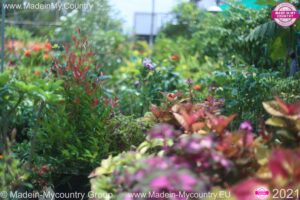 MadeinMy.Country Spring time 2021