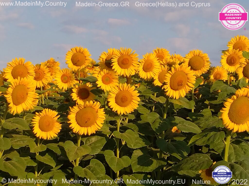 MadeinMycountry MadeinMycountryGR Mykonos Aegean sea Greek islands